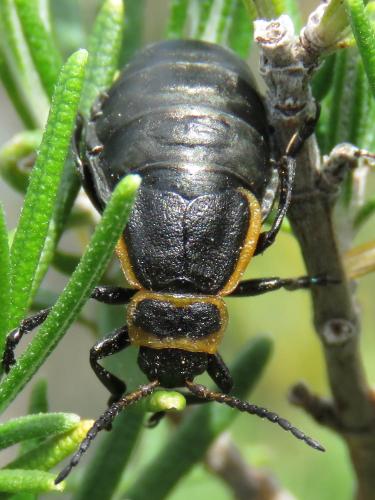 Arima marginata